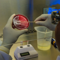 Image of CDC swab with petri dish